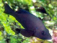 Black hamlet (Hypoplectrus nigricans)