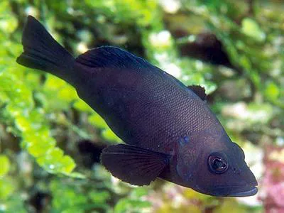Black hamlet (Hypoplectrus nigricans)