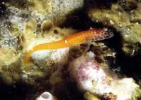 Black-headed blenny (Microlipophrys nigriceps)