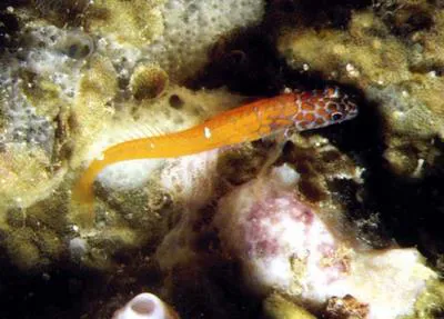 Black-headed blenny (Microlipophrys nigriceps)