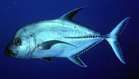 Black jack (Caranx lugubris)