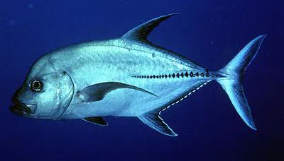 Black jack (Caranx lugubris)