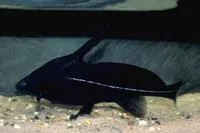 Black lancer catfish (Bagrichthys macracanthus)