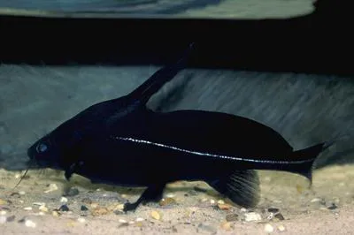 Black lancer catfish (Bagrichthys macracanthus)