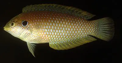 Black leopard wrasse (Macropharyngodon kuiteri)