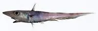 Black lip rattail (Coelorinchus celaenostomus)