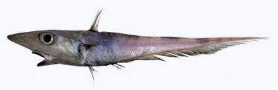 Black lip rattail (Coelorinchus celaenostomus)