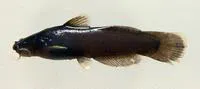 Black madtom (Noturus funebris)