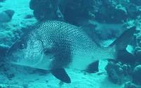 Black margate (Anisotremus surinamensis)