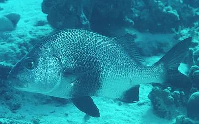 Black margate (Anisotremus surinamensis)