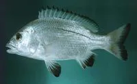 Black Margined Seabream (Acanthopagrus omanensis)