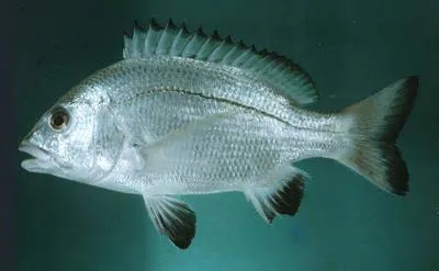 Black Margined Seabream (Acanthopagrus omanensis)
