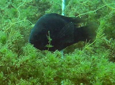 Black midas cichlid (Amphilophus astorquii)