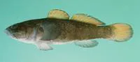 Black minigoby (Bathygobius niger)