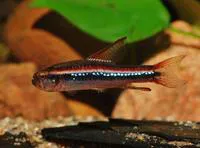 Black morpho tetra (Poecilocharax weitzmani)