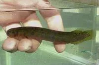 Black mudfish (Neochanna diversus)