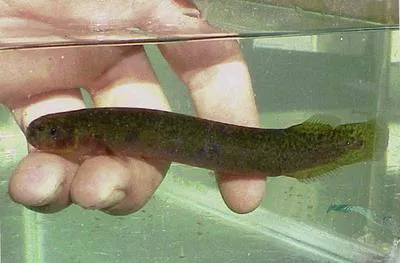 Black mudfish (Neochanna diversus)