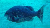 Black musselcracker (Cymatoceps nasutus)