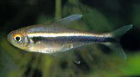 Black neon tetra (Hyphessobrycon herbertaxelrodi)