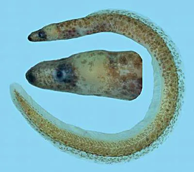 Black-nostril false moray (Kaupichthys atronasus)
