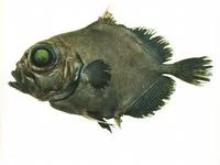 Black oreo (Allocyttus niger)