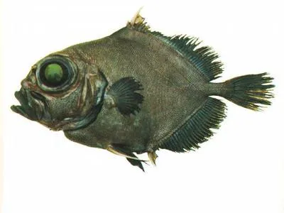 Black oreo (Allocyttus niger)