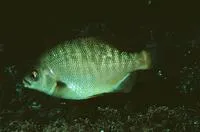 Black perch (Embiotoca jacksoni)