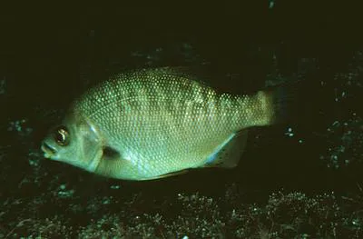 Black perch (Embiotoca jacksoni)