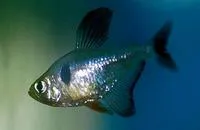Black phantom tetra (Hyphessobrycon megalopterus)