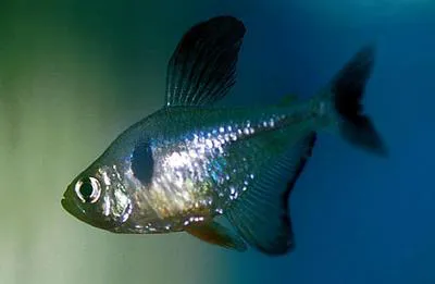 Black phantom tetra (Hyphessobrycon megalopterus)