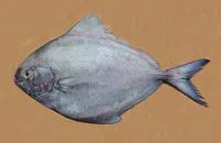Black pomfret (Parastromateus niger)