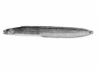 Black prickleback (Xiphister atropurpureus)
