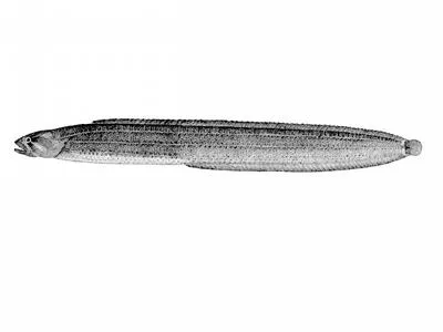 Black prickleback (Xiphister atropurpureus)