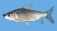 Black prochilodus (Prochilodus nigricans)