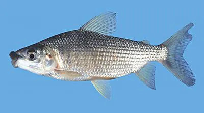 Black prochilodus (Prochilodus nigricans)