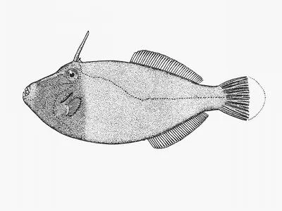 Black reef leatherjacket (Eubalichthys bucephalus)