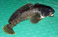 Black rockcod (Notothenia coriiceps)