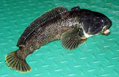 Black rockcod (Notothenia coriiceps)