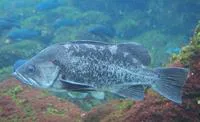 Black rockfish (Sebastes melanops)