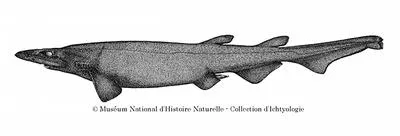 Black roughscale catshark (Apristurus melanoasper)