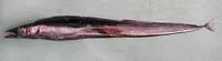 Black scabbardfish (Aphanopus carbo)