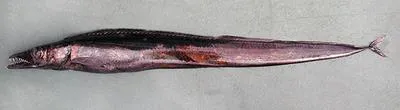Black scabbardfish (Aphanopus carbo)