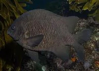 Black scalyfin (Parma alboscapularis)