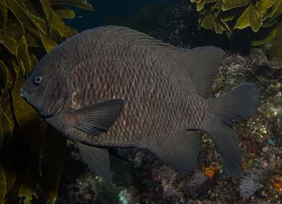 Black scalyfin (Parma alboscapularis)