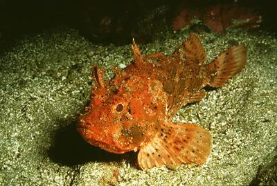 Black scorpionfish (Scorpaena porcus)