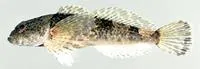 Black sculpin (Cottus baileyi)