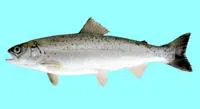 Black Sea salmon (Salmo labrax)