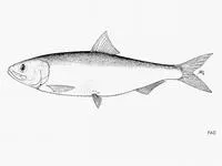 Black sea shad (Alosa maeotica)