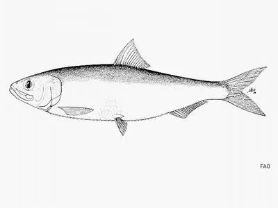 Black sea shad (Alosa maeotica)