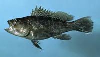 Black seabass (Centropristis striata)